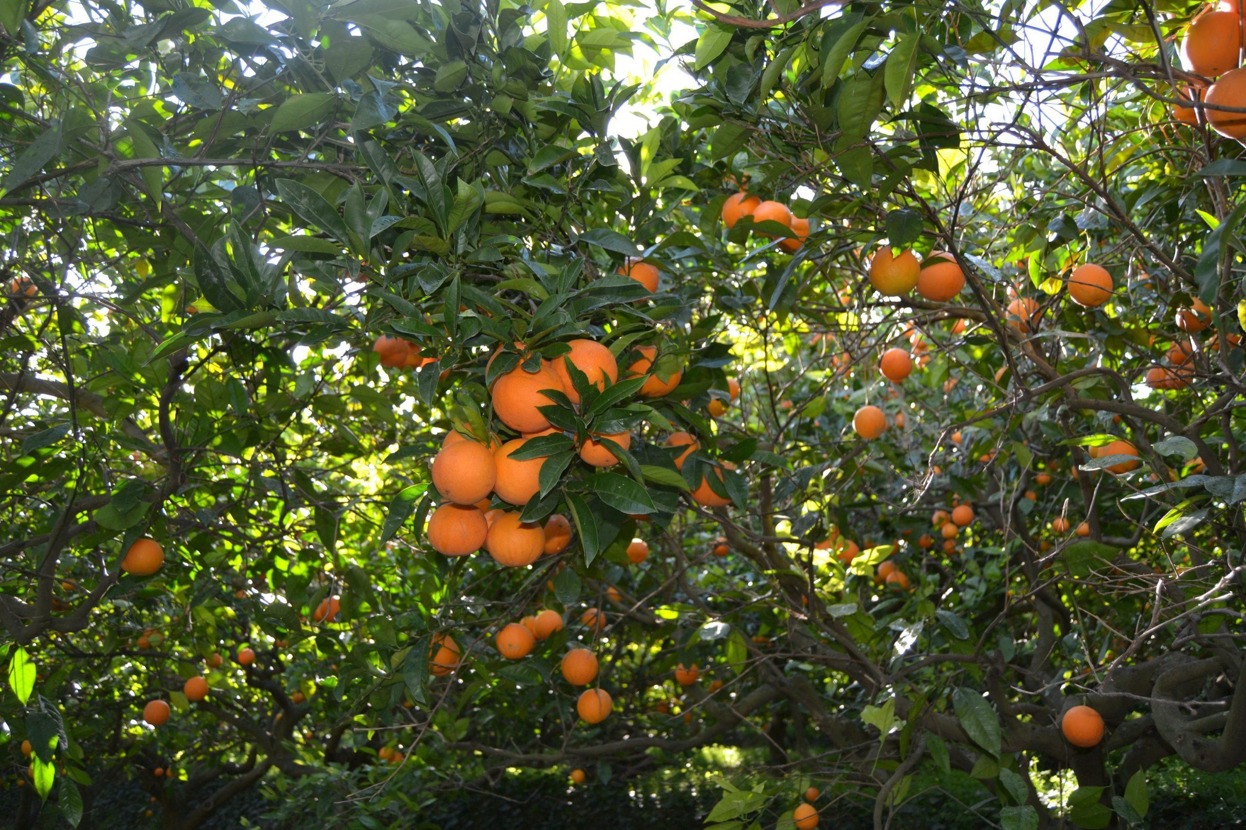 tarocco-orangen-aetna